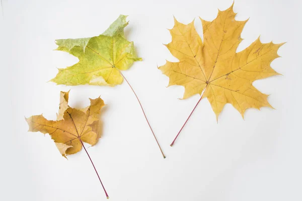 autumn maple leaves on white background