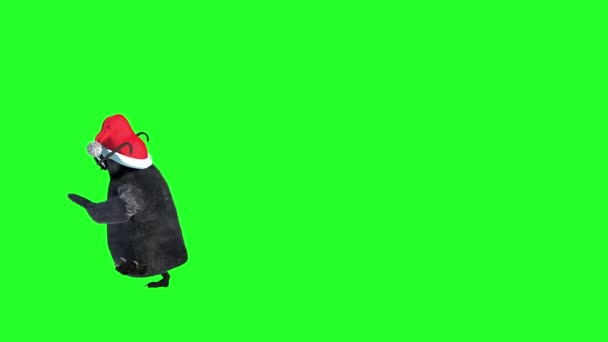 Танцующий Пингвин Очках Рождественская Шляпа Зеленом Экране — стоковое видео
