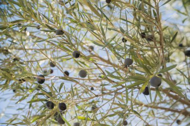 Siyah zeytin dalı yeşil yaprakları ile