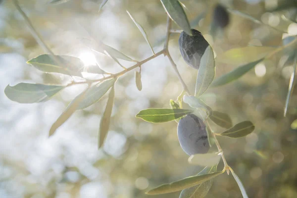 Black olives with green leaves on branch