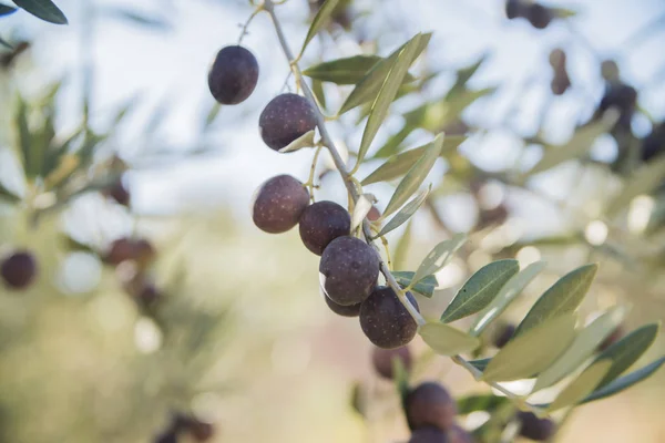 Black olives with green leaves on branch