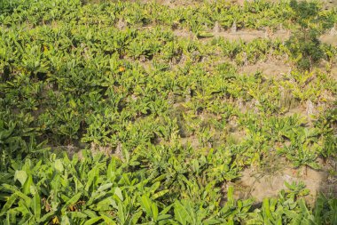 Kumlu zeminde yeşil bitkilerin ekimi