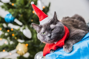 Komik Noel Baba kedi çam ağacı arka plan üzerinde kırmızı kostüm