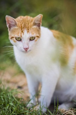 Otsu çayır üzerinde sevimli beyaz zencefil kedi