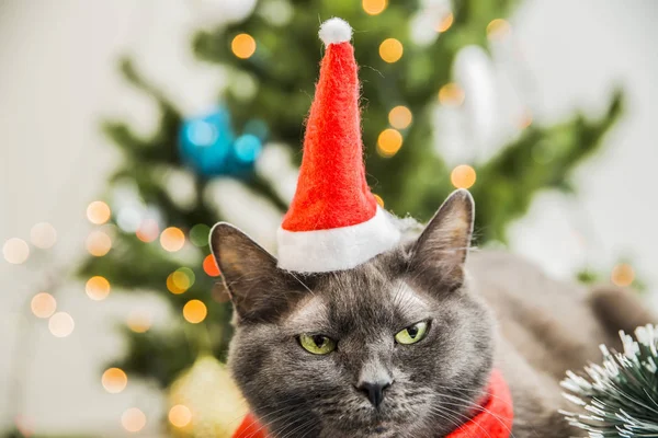 Grappige Santa Kat Rood Kostuum Pine Tree Achtergrond — Stockfoto