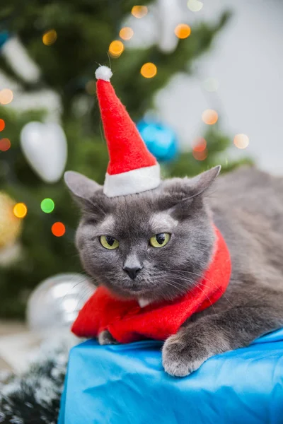 Grappige Santa Kat Rood Kostuum Pine Tree Achtergrond — Stockfoto