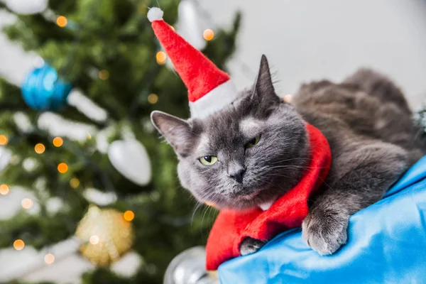 Grappige Santa Kat Rood Kostuum Pine Tree Achtergrond — Stockfoto