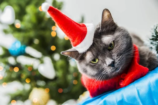 Funny Kočka Oblečený Klobouku Vánoční Pozadí Vánoční Stromky Girlandy — Stock fotografie