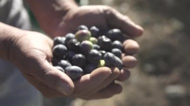 Erkek siyah tutmak zeytin eller