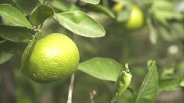 Primer Plano Mandarina Sobre Árbol — Vídeos de Stock