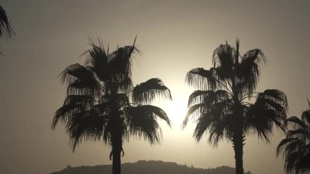 Φοίνικες Στο Ηλιοβασίλεμα Στο Φόντο — Αρχείο Βίντεο