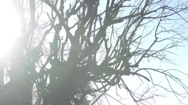 Alter Baum Gegen Den Himmel — Stockvideo