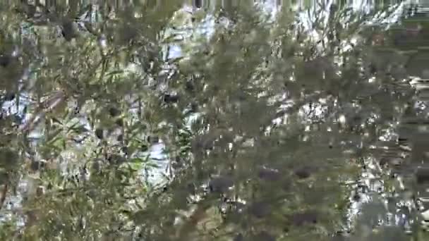 Olives Noires Aux Feuilles Vertes Sur Branche Aux Rayons Soleil — Video