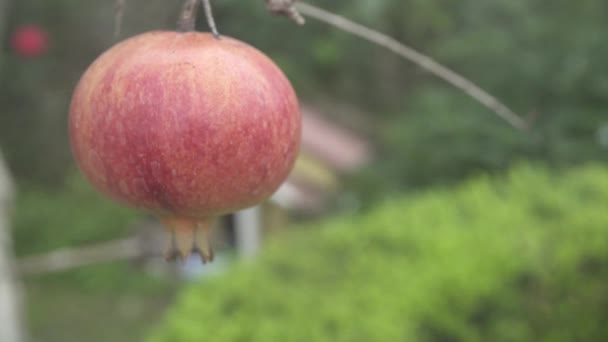 Gros Plan Grenades Sur Arbre — Video