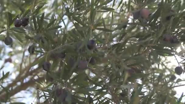 Olives Noires Aux Feuilles Vertes Sur Branche Aux Rayons Soleil — Video