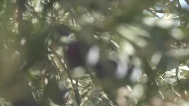 Olives Noires Aux Feuilles Vertes Sur Branche Aux Rayons Soleil — Video