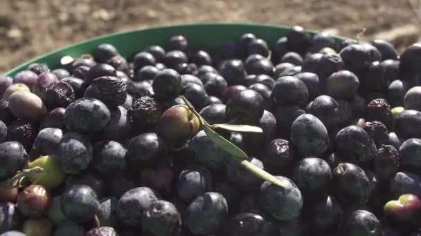 Smakelijk Zwarte Olijven Groene Kom — Stockvideo