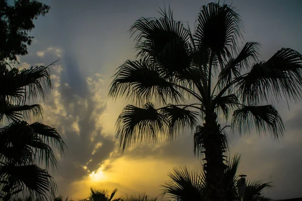 Удивительный Вид Небо Пальмами — стоковое фото