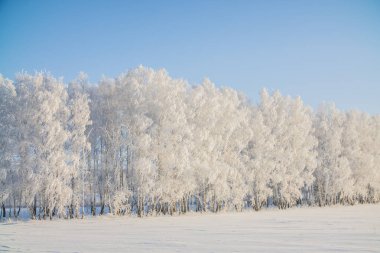 Kış ağaçlar buz ve kar