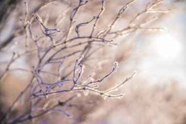 ağaçlar buz ve kar kış dalları