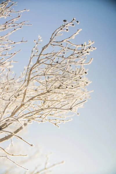 Ramas Invierno Árboles Las Heladas Nieve —  Fotos de Stock