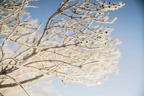 Árboles Invierno Las Heladas Nieve —  Fotos de Stock