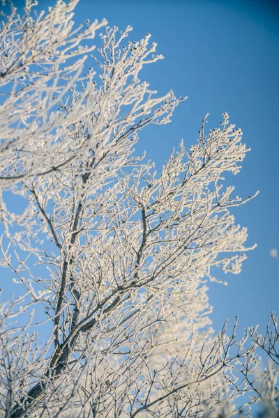 Árboles Invierno Las Heladas Nieve —  Fotos de Stock