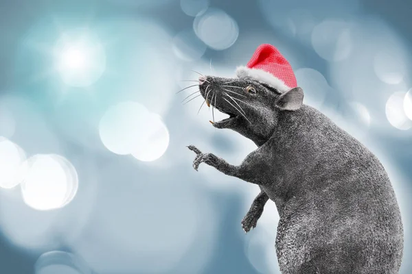 Obrázek Nového Roku Krysy Nosit Vánoční Čepice — Stock fotografie