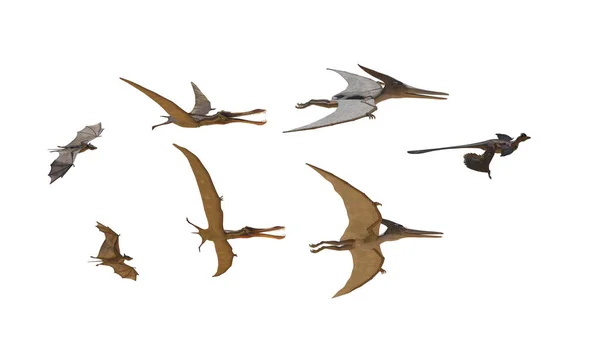 Verschiedene Fliegende Dinosaurier Auf Weißem Hintergrund Rendern — Stockfoto
