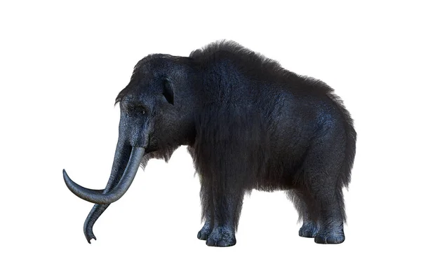 Mammoth White Background Render — Stock Photo, Image