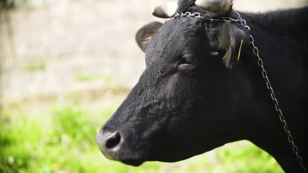 Close Uma Vaca Leiteira Preta — Vídeo de Stock