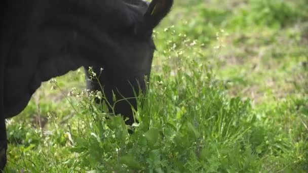 Close Uma Vaca Leiteira Preta — Vídeo de Stock