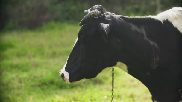 Close Uma Vaca Leiteira Preto Branco — Vídeo de Stock