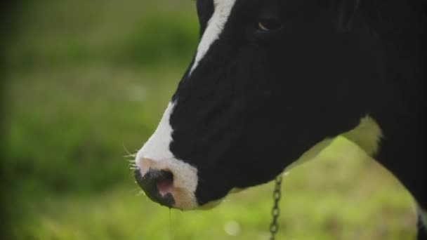 Gros Plan Une Vache Laitière Noire Blanche — Video