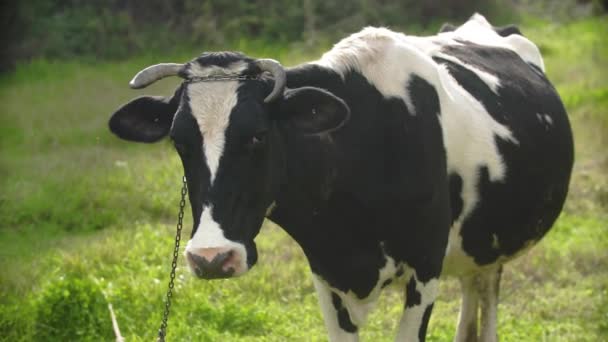 Gros Plan Une Vache Laitière Noire — Video