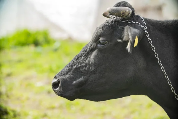 Nahaufnahme Einer Schwarzen Milchkuh — Stockfoto