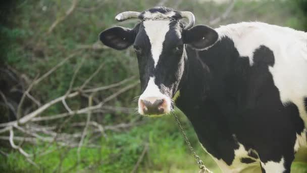 Gros Plan Une Vache Laitière Noire Blanche — Video