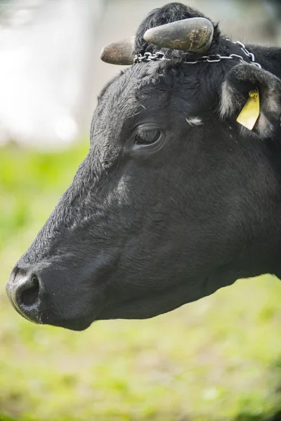 黒の乳牛の — ストック写真