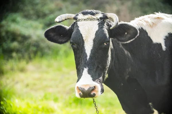 Nahaufnahme Einer Schwarz Weißen Milchkuh — Stockfoto