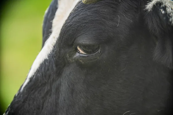 Zbliżenie Oczy Krowy Gospodarstwo Agroturystyczne Pastwisko — Zdjęcie stockowe