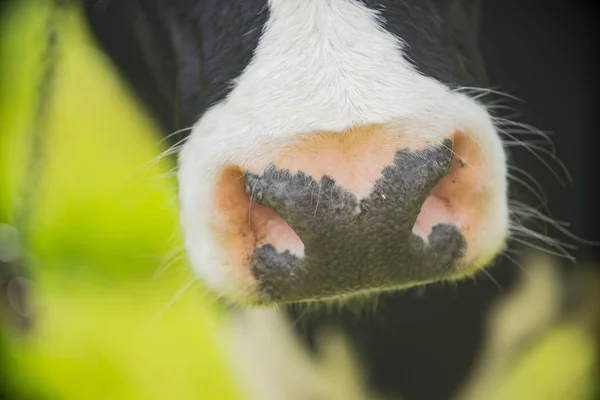 农村农场牧场牛鼻子的特写镜头 — 图库照片