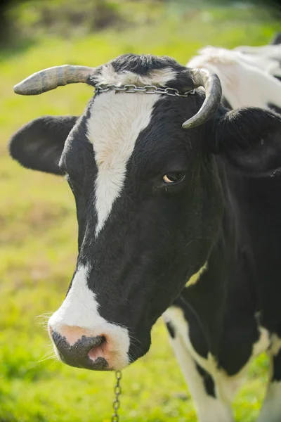 Nahaufnahme Einer Schwarz Weißen Milchkuh — Stockfoto