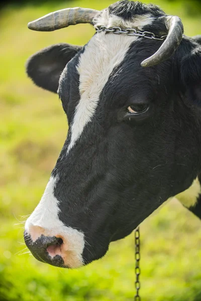 Крупный План Черно Белой Молочной Коровы — стоковое фото