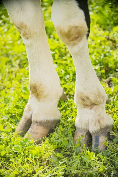 Γκρο Πλαν Αγελάδα Οπλή Ποδιών — Φωτογραφία Αρχείου