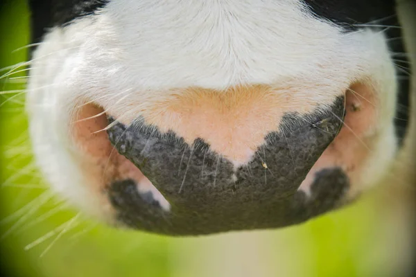 Nahaufnahme Der Nase Einer Kuh Auf Der Bauernweide — Stockfoto