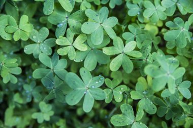 Yeşil yonca yeşil alan şanslı arka plan