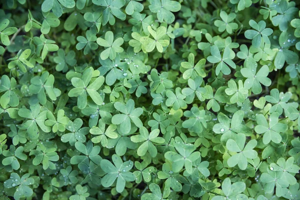 Yeşil yonca yeşil alan şanslı arka plan