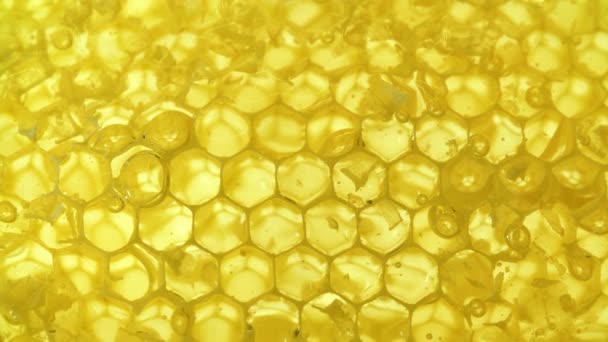 Honung Honeycomb Närbild Bakgrund — Stockvideo