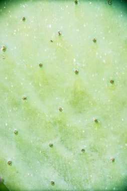 Güzel yeşil kaktüs yakından görünümü 