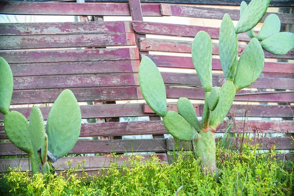 Közeli Kilátás Gyönyörű Zöld Kaktusz — Stock Fotó